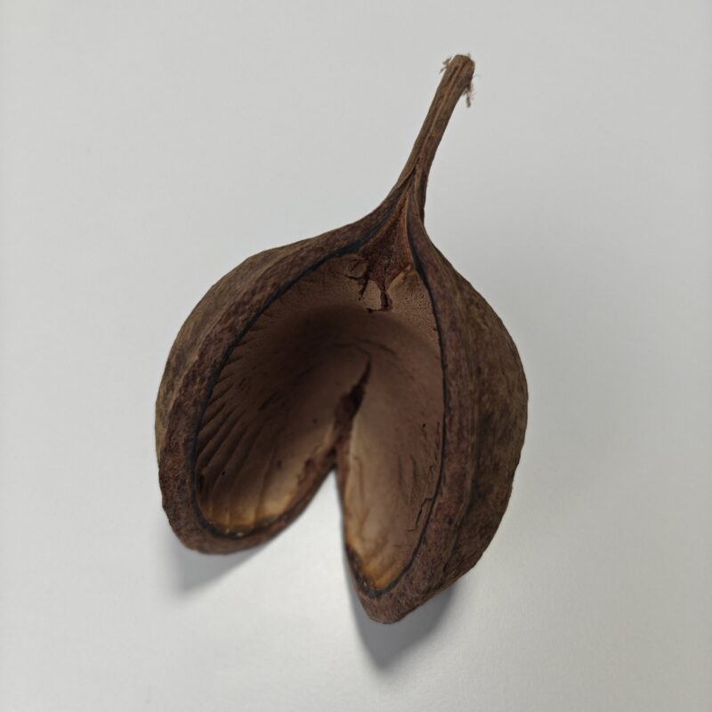 Buddha bælg/nød, 8-13cm (1 stk)