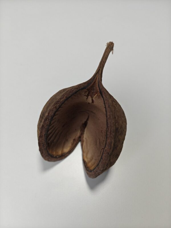 Buddha bælg/nød, 8-13cm (1 stk)