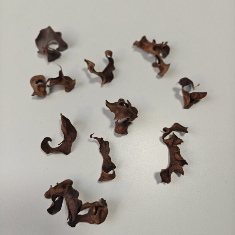 Curly Pods (10 stk)