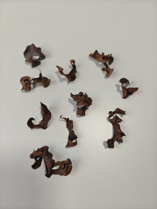 2025/06/1000003911-scaled.jpg Curly Pods (10 stk)