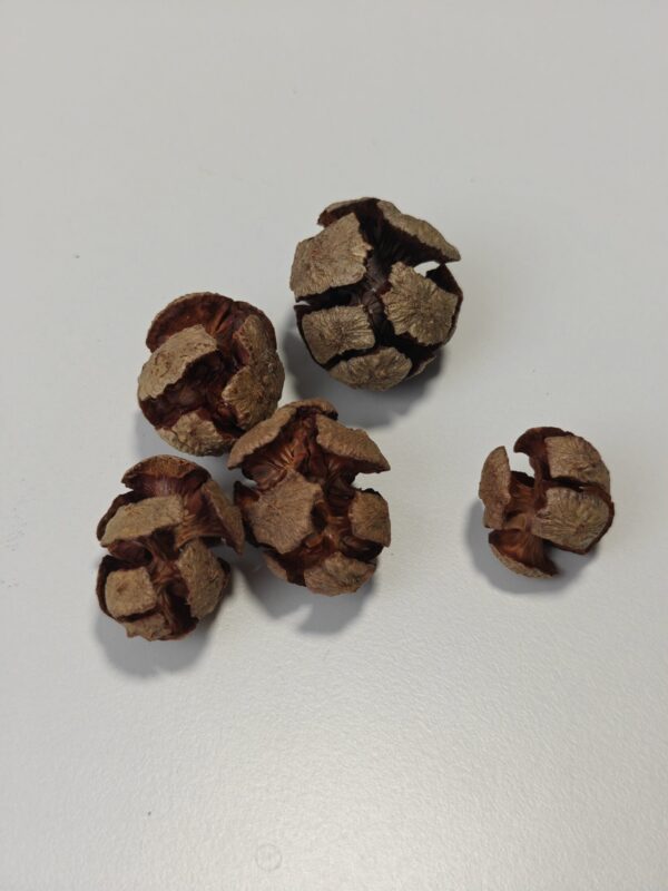 2025/06/1000003913-scaled.jpg Cypres kogler (5 stk)