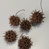 Sweetgum (5 stk)
