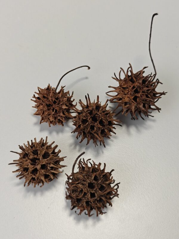 Sweetgum (5 stk)