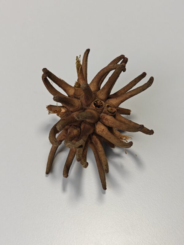 Spidergum, 10cm (1 stk)