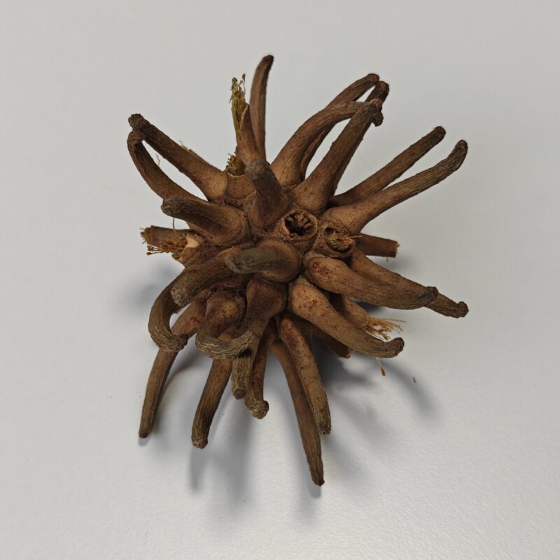 Spidergum, 10cm (1 stk)