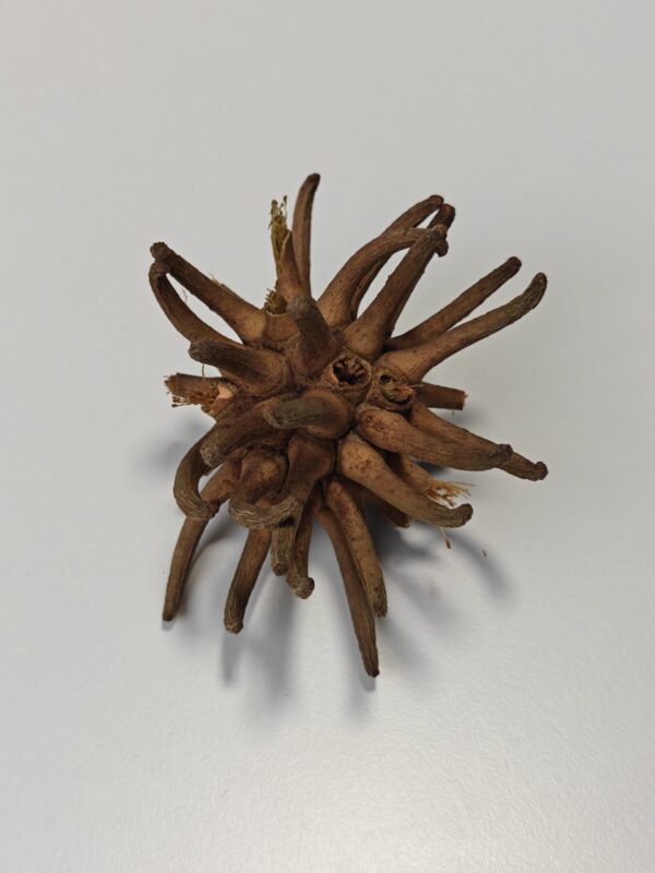 2025/06/1000003915-scaled.jpg Spidergum, 10cm (1 stk)