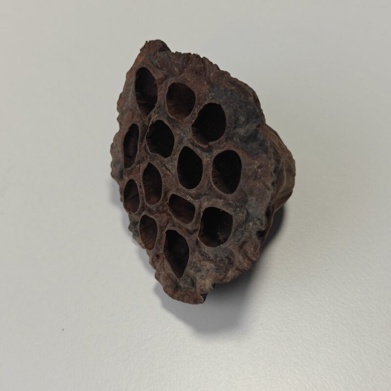 Lotus bælg, 6-8 cm (1 stk)