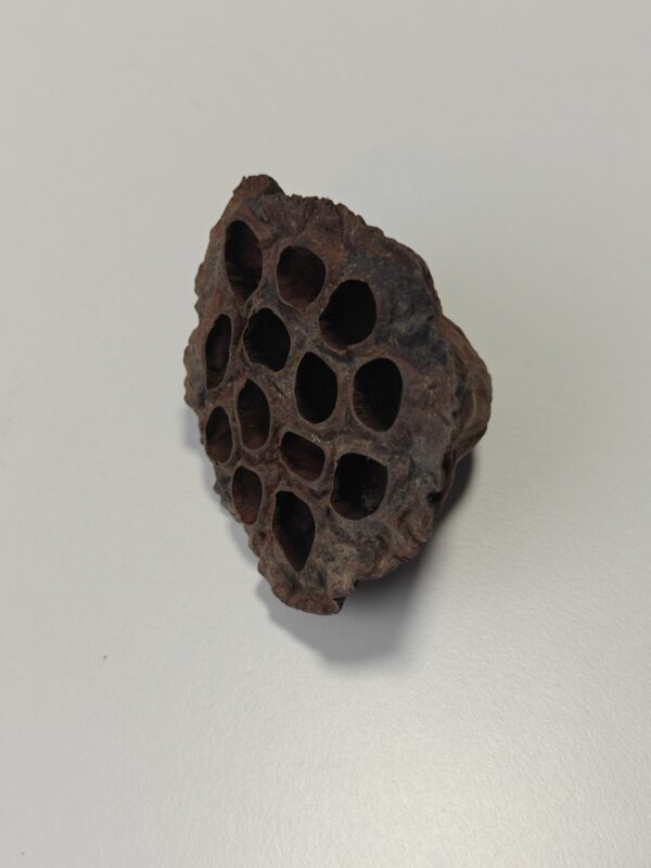 2025/06/1000003927-scaled.jpg Lotus bælg, 6-8 cm (1 stk)