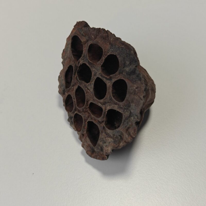 2025/06/1000003927-scaled.jpg Lotus bælg, 6-8 cm (1 stk)