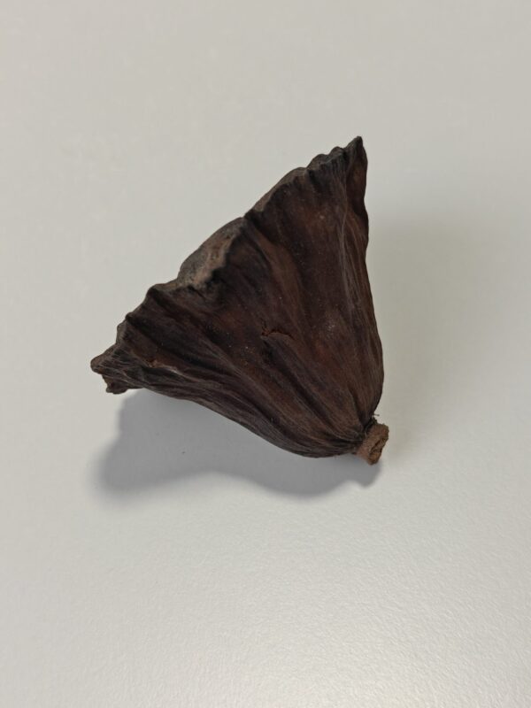 2025/06/1000003928-scaled.jpg Lotus bælg, 6-8 cm (1 stk)