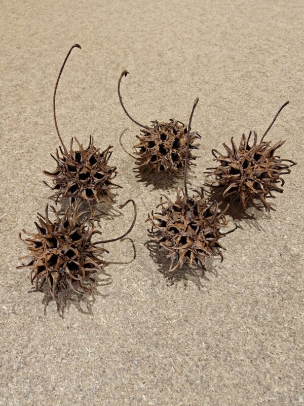 Sweetgum (5 stk)