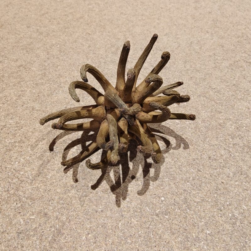 2025/06/1000008915-scaled.jpg Spidergum, 8-10cm (1 stk)