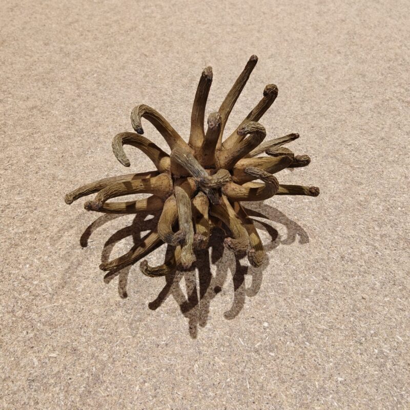 2025/06/1000008915-scaled.jpg Spidergum, 8-10cm (1 stk)