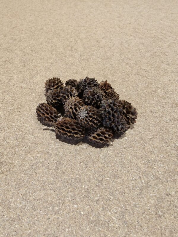 Casuarina (20 stk)