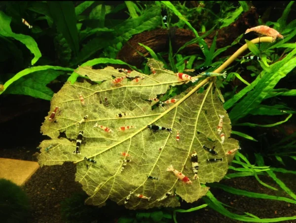 Morbærblade / Mulberry Leaves