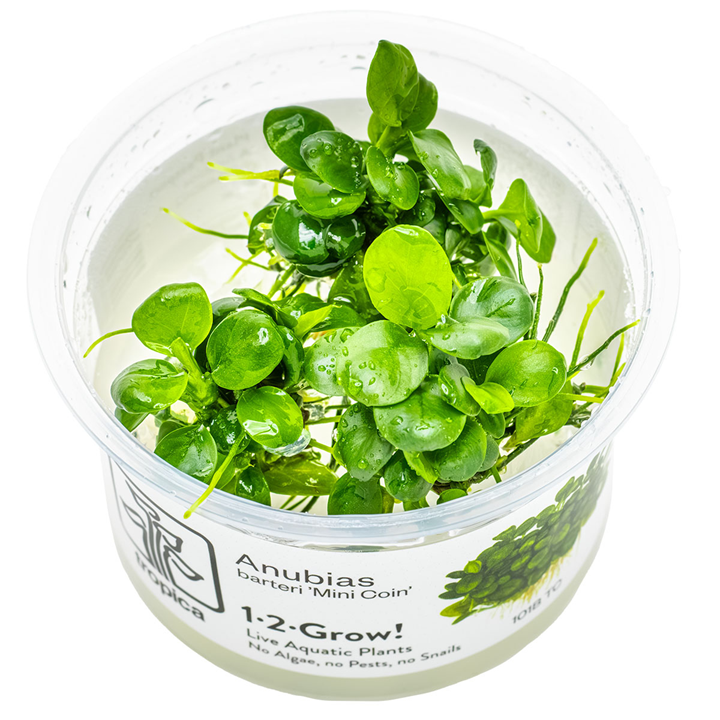 Tropica Anubias barteri 'Mini Coin'