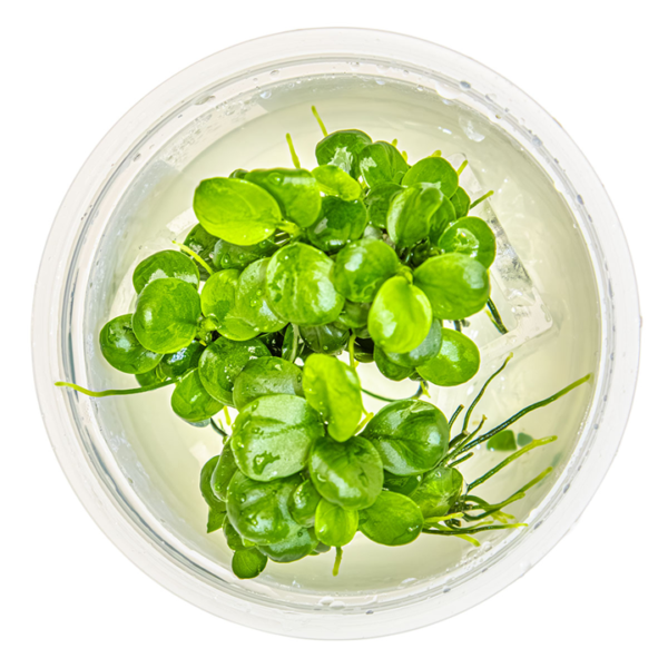 Tropica Anubias barteri 'Mini Coin'