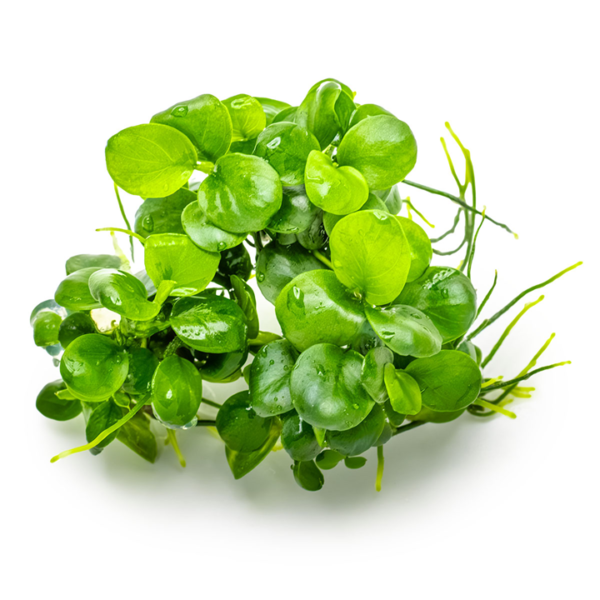 Tropica Anubias barteri 'Mini Coin'