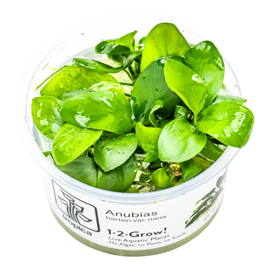 Tropica Anubias barteri nana