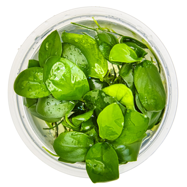 Tropica Anubias Barteri Nana Tropica Anubias barteri nana