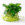 Tropica Anubias barteri nana
