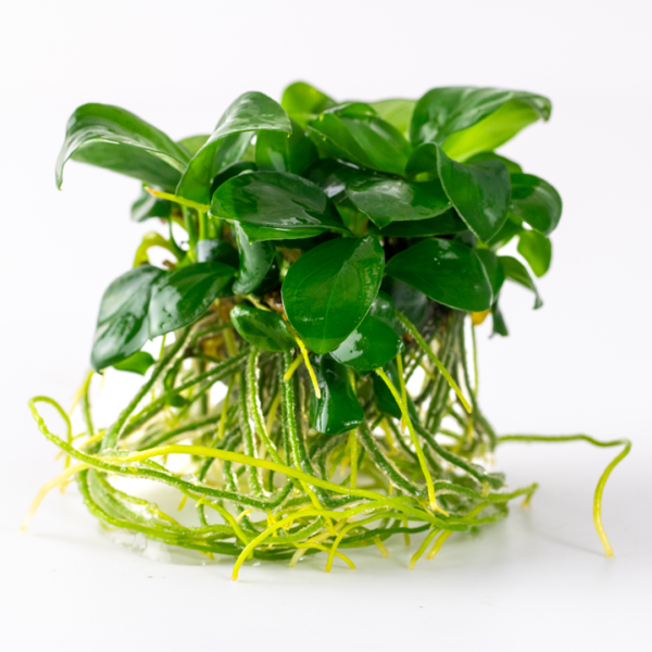 Tropica Anubias Barteri Nana Tropica Anubias barteri nana