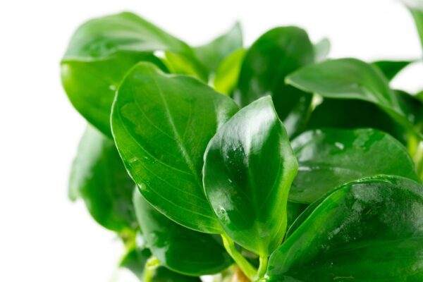 Tropica Anubias Barteri Nana Tropica Anubias barteri nana