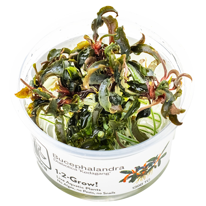 Tropica Bucephalandra diabolica' Kedagang'