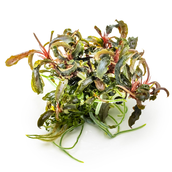 Tropica Bucephalandra diabolica' Kedagang'