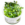 Tropica Bucephalandra sp. 'Needle Leaf'
