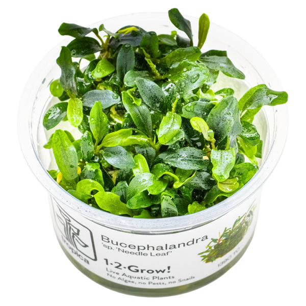 Tropica Bucephalandra sp. 'Needle Leaf'