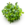 Tropica Bucephalandra sp. 'Needle Leaf'