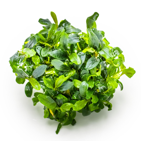 Tropica Bucephalandra sp. 'Needle Leaf'