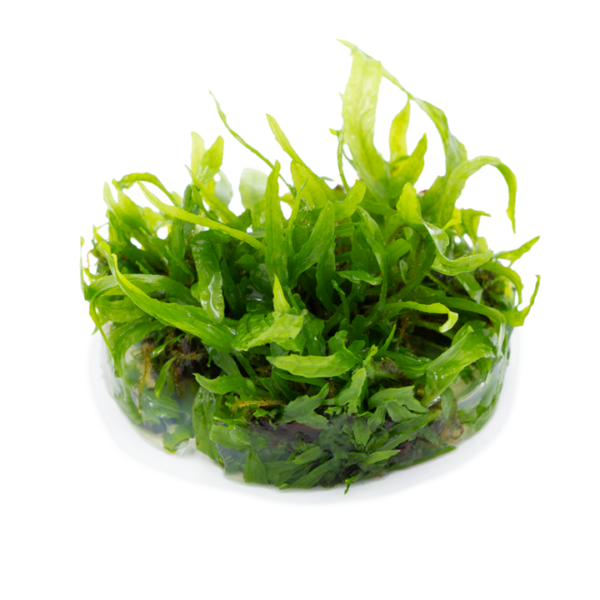 Tropica Microsorum pteropus 'Narrow'