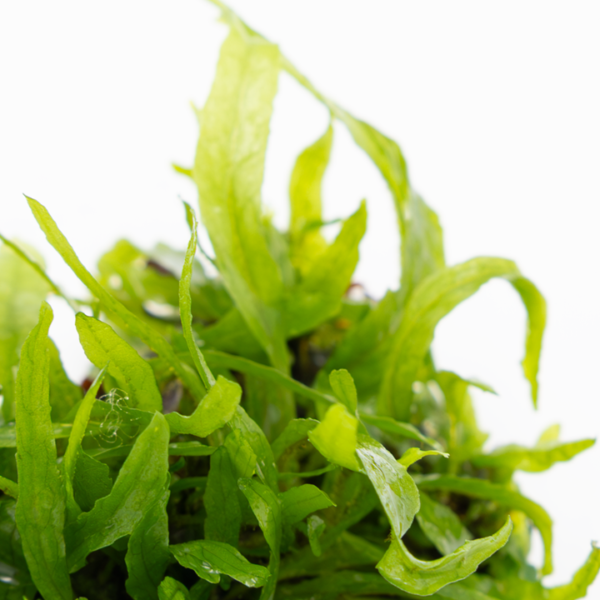 Tropica Microsorum pteropus 'Narrow'