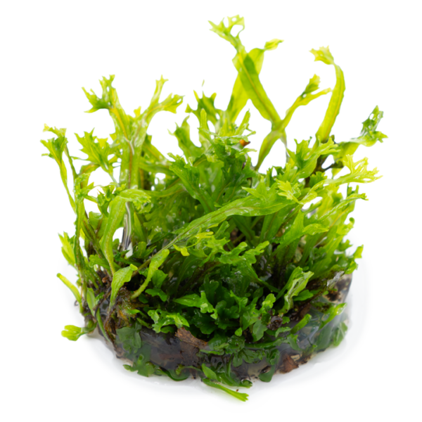 Tropica Microsorum pteropus 'Windeløv'