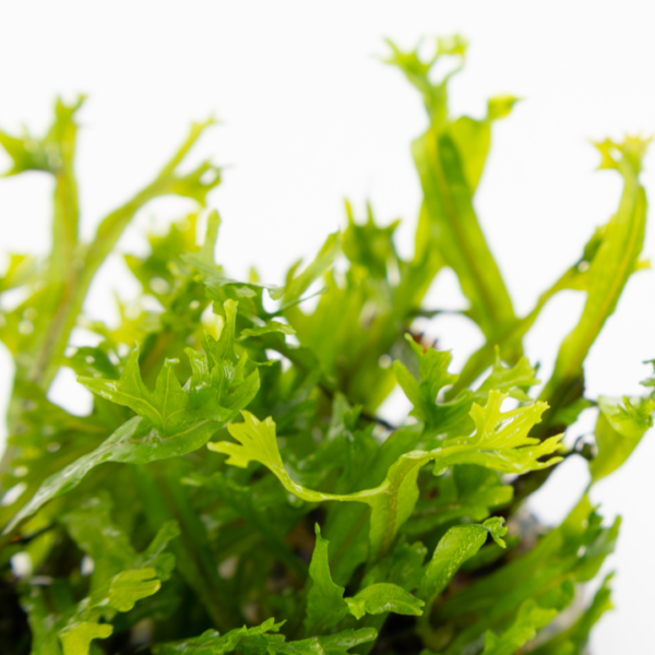 Tropica Microsorum pteropus 'Windeløv'