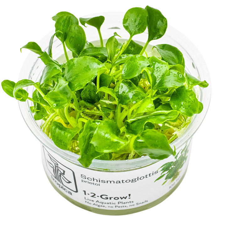 Tropica Schismatoglottis prietoi