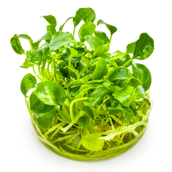 Tropica Schismatoglottis prietoi