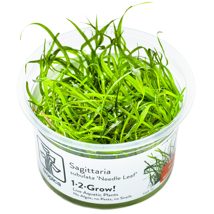Tropica Sagittaria Subulata Needle Leaf 1-2-Grow! Sagittaria subulata 'Needle Leaf'