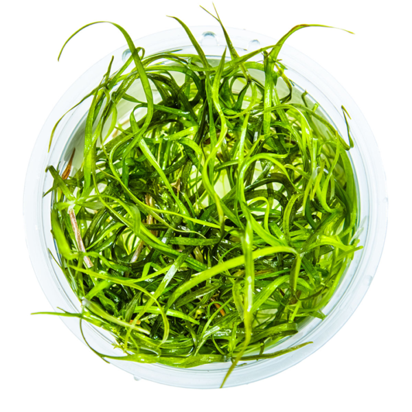 Tropica Sagittaria Subulata Needle Leaf 1-2-Grow! Sagittaria subulata 'Needle Leaf'