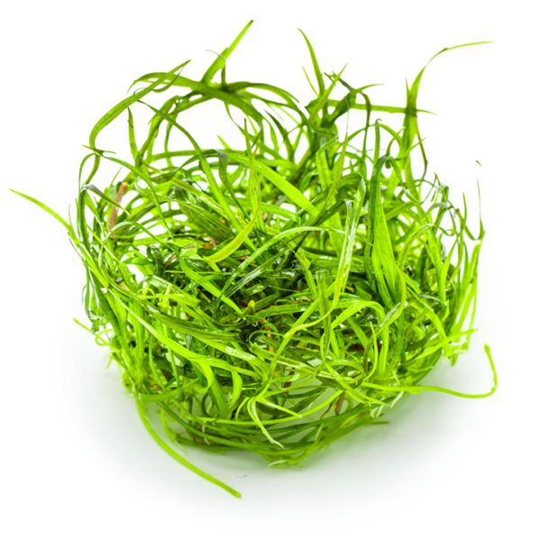 Tropica Sagittaria Subulata Needle Leaf 1-2-Grow! Sagittaria subulata 'Needle Leaf'