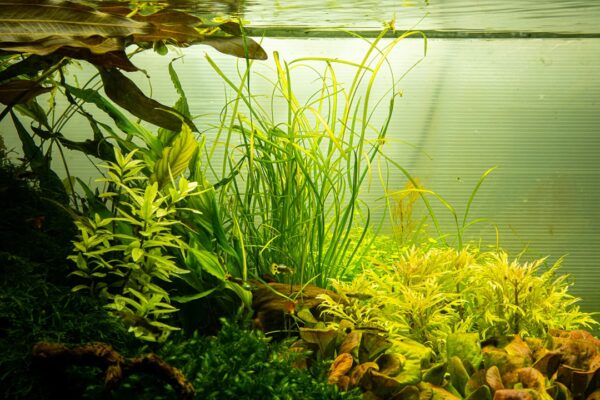 Tropica Sagittaria Subulata Needle Leaf 1-2-Grow! Sagittaria subulata 'Needle Leaf'